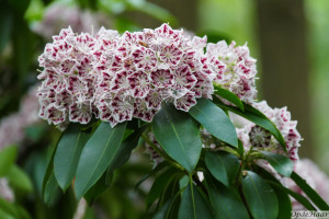 Kalmia latifolia Carousel  
